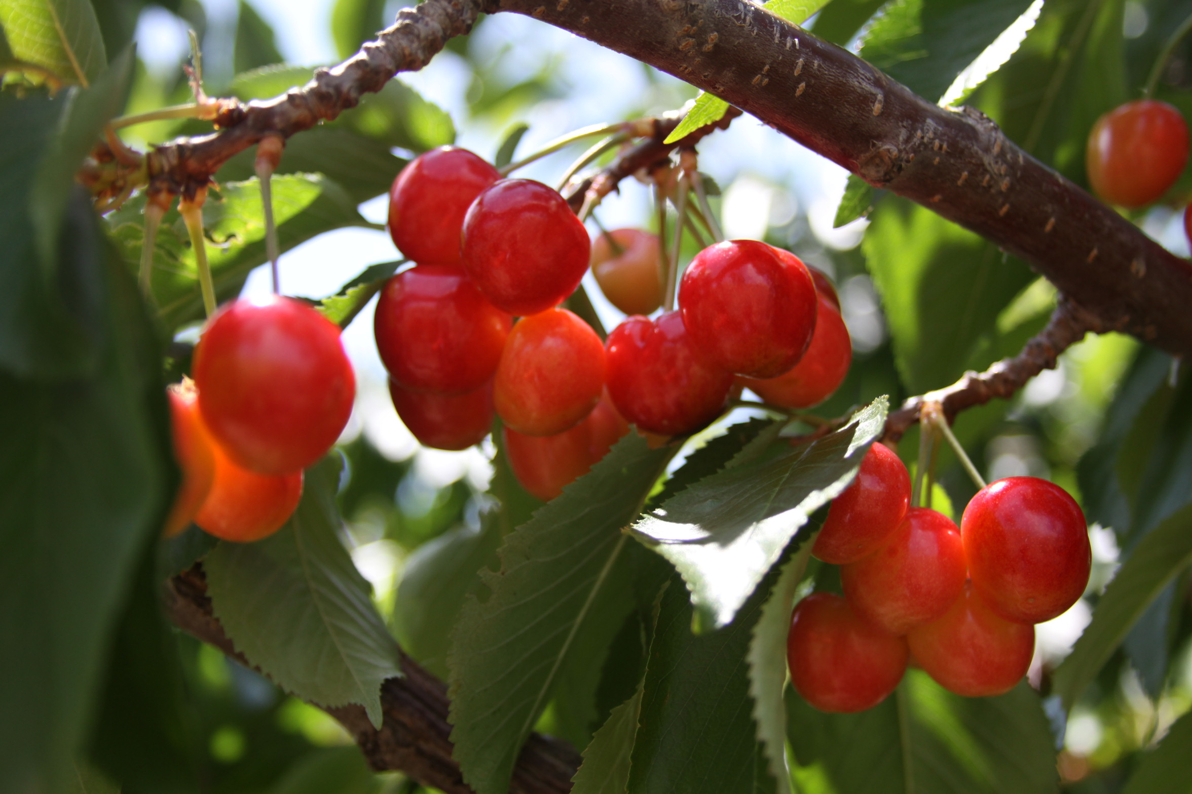 to Villa del Sol Sweet Cherry Farms of Leona Valley U pick